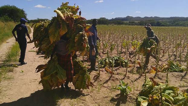 Tabak-Erntearbeiter*innen in Simbabwe