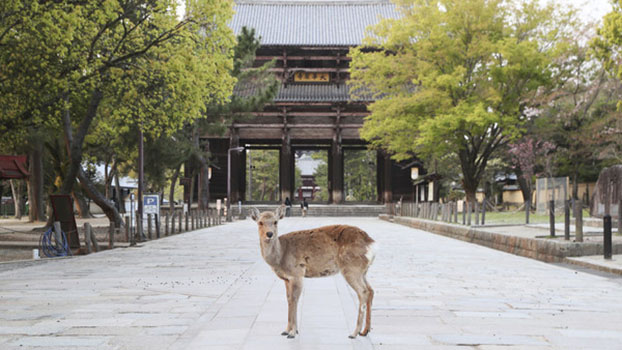 Tōdai-ji-Tempel in Nara am 16. April 2020